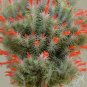 10 PCS Seeds Tillandsia Funckiana Air Plant