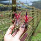 5 PCS Seeds Tillandsia ionantha Guatamala 5 PCS Seeds Tillandsia ionantha Guatamala