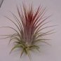 5 PCS Seeds Tillandsia ionantha Guatamala