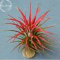 5 PCS Seeds Tillandsia ionantha Guatamala