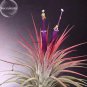 5 PCS Seeds Tillandsia ionantha Guatamala