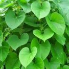 10 PCS Seeds Tinospora Cordifolia Giloy Guduchi 10 PCS Seeds Tinospora Cordifolia Giloy Guduchi