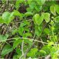 10 PCS Seeds Tinospora Cordifolia Giloy Guduchi