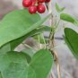 10 PCS Seeds Tinospora Cordifolia Giloy Guduchi