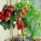30 PCS Seeds Tiny Tim Dwarf Tomato Bonsai Fruits 30 PCS Seeds Tiny Tim Dwarf Tomato Bonsai Fruits