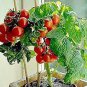 30 PCS Seeds Tiny Tim Dwarf Tomato Bonsai Fruits
