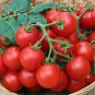 30 PCS Seeds Tiny Tim Dwarf Tomato Bonsai Fruits