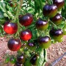 10 PCS Seeds Tomato 'Indigo Rose' Organic Fruit 10 PCS Seeds Tomato 'Indigo Rose' Organic Fruit