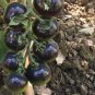 10 PCS Seeds Tomato 'Indigo Rose' Organic Fruit