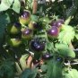10 PCS Seeds Tomato 'Indigo Rose' Organic Fruit