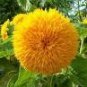 15 PCS Seeds Tom's Bear Sunflower Annual Big Flower