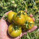 100 PCS Seeds Tomato Bright Golden Peach Fruit 100 PCS Seeds Tomato Bright Golden Peach Fruit