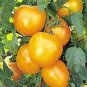 100 PCS Seeds Tomato Bright Golden Peach Fruit