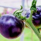 10 PCS Seeds Tomato 'Indigo Rose' Organic Fruit 10 PCS Seeds Tomato 'Indigo Rose' Organic Fruit
