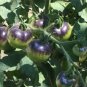 10 PCS Seeds Tomato 'Indigo Rose' Organic Fruit