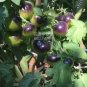 10 PCS Seeds Tomato 'Indigo Rose' Organic Fruit