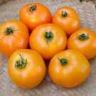 100 PCS Seeds Tomato Buratinorjs Light Orange Uniquely Shaped Fruit 100 PCS Seeds Tomato Buratinorjs Light Orange Uniquely Shaped Fruit