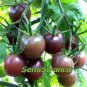 100 PCS Seeds Tomato Cherry Black Vegetable