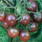 100 PCS Seeds Tomato Cherry Black Vegetable
