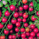 100 PCS Seeds Tomato Cherry 'Rose Red Grape' Fruit 100 PCS Seeds Tomato Cherry 'Rose Red Grape' Fruit