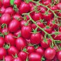 100 PCS Seeds Tomato Cherry 'Rose Red Grape' Fruit
