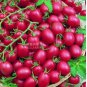 100 PCS Seeds Tomato Cherry 'Rose Red Grape' Fruit