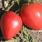150 PCS Seeds Tomato France Long Pinkish Red Fruit Vegetable