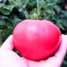 1000 PCS Seeds Tomato Giant Rose Pink Hybrid Fruit 1000 PCS Seeds Tomato Giant Rose Pink Hybrid Fruit