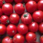 1000 PCS Seeds Tomato Giant Rose Pink Hybrid Fruit