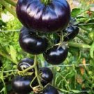 100 PCS Seeds Tomato Large Black Organic Vegetables 100 PCS Seeds Tomato Large Black Organic Vegetables