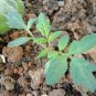 100 PCS Seeds Tomato Large Black Organic Vegetables