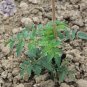 100 PCS Seeds Tomato Large Black Organic Vegetables