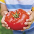 100 PCS Seeds Tomato Mixed Giant Vegetable 100 PCS Seeds Tomato Mixed Giant Vegetable