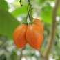 100 PCS Seeds Tomato 'mango' Orange Fruit Vegetable