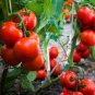 100 PCS Seeds Tomato 'Rapunzel' Green Red Bonsai Cherry Tomato