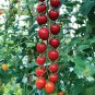 100 PCS Seeds Tomato 'Rapunzel' Green Red Bonsai Cherry Tomato