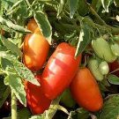 1000 PCS Seeds Tomato 'San-Marzano' Vegetable
