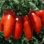 1000 PCS Seeds Tomato 'San-Marzano' Vegetable