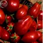 1000 PCS Seeds Tomato 'San-Marzano' Vegetable