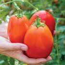 100 PCS Seeds Tomato SuperSauce Hybrid 100 PCS Seeds Tomato SuperSauce Hybrid