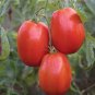 100 PCS Seeds Tomato SuperSauce Hybrid