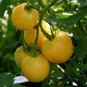 300 PCS Seeds Tomato Yellow 'Golden Peach' Sweet Fruit