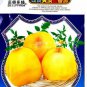 200 PCS Seeds Tomato Yellow Skin Red Top Middle-sized Fruit
