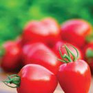 100 PCS Seeds Tomatoberry Garden Hybrid Tomato 100 PCS Seeds Tomatoberry Garden Hybrid Tomato