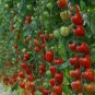 100 PCS Seeds Tomatoberry Garden Hybrid Tomato