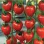 100 PCS Seeds Tomatoberry Garden Hybrid Tomato