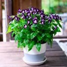 100 PCS Seeds Torenia Fournieri Bonsai Amazing Flower