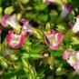 100 PCS Seeds Torenia Fournieri Bonsai Amazing Flower