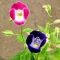 100 PCS Seeds Torenia Fournieri Bonsai Amazing Flower