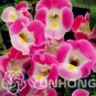 100 PCS Seeds Torenia Fournieri Bonsai Amazing Flower